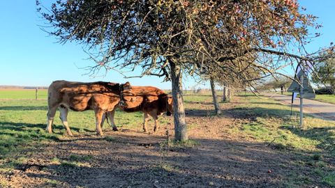 Equipés de colliers NoFence, les vaches de Florentin et Germain Genty pâturent en bord de route, sans clôture. (©Terre-net Média)