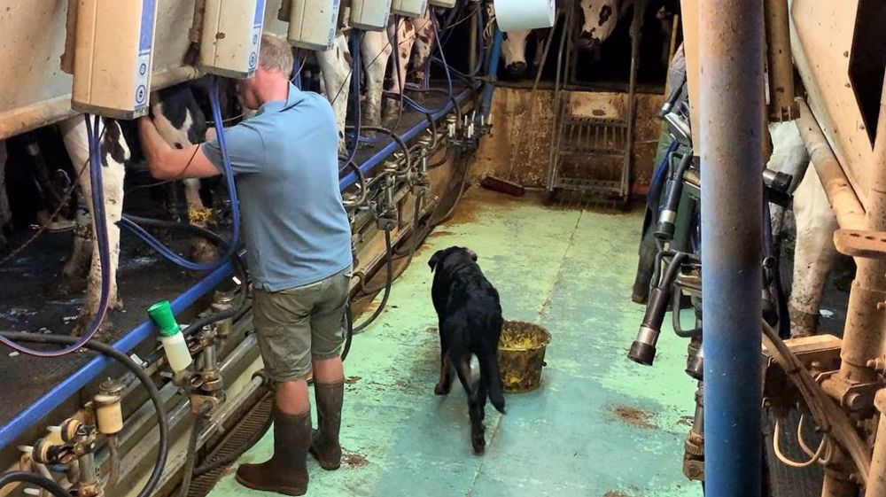 À plusieurs trayeurs, la salle de traite peut s'avérer bien adaptée à l'un et pas à l'autre. Les mouvements deviennent alors pénibles et la posture se dégrade. (©Terre-net Média)