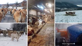 L'hiver est bien là, les éleveurs s'empressent de rentrer leurs animaux ! L'hiver est bien là, les éleveurs s'empressent de rentrer leurs animaux !