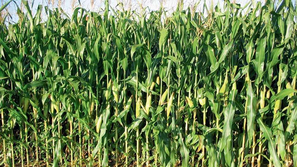 <a href="https://www.varmais.fr/" target="_blank">Varmaïs</a> est le nouveau site internet de consultation et de comparaison des références de l’évaluation variétale issues des réseaux d’inscription, de post-inscription et probatoire à la post-inscription en France, et d’aide au choix des variétés de maïs grain et fourrage. (©Arvalis-Institut du végétal)