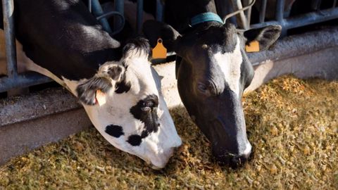 Quatre variétés de maïs fourrage seront disponibles pour les semis 2022 dans la gamme SiloExtra. (©Dekalb)