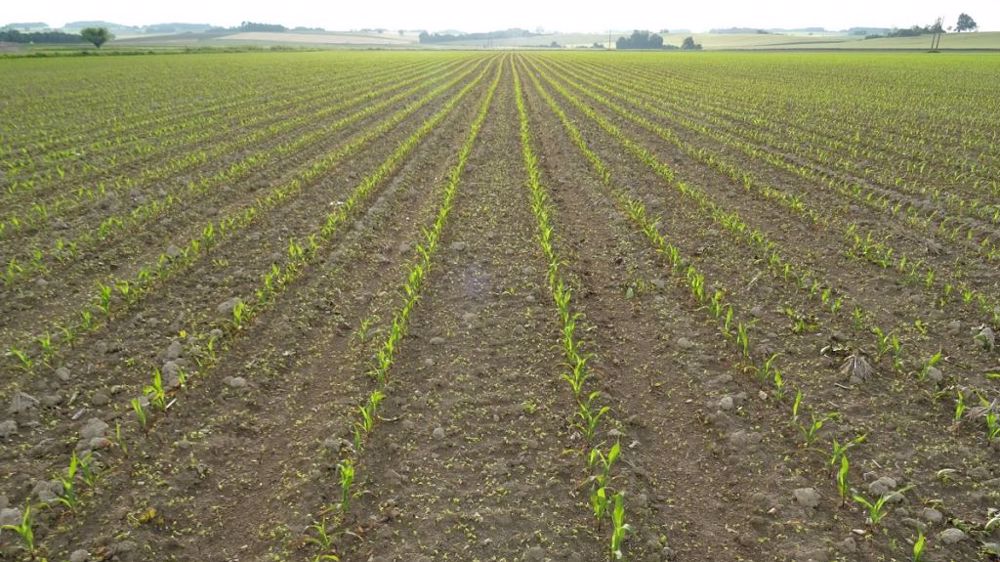 Au-delà des nouvelles conditions fixées, Syngenta propose d'aller plus loin pour une gestion durable du S-métalochlore. (©@bubu1664/<a href="https://franceagritwittos.com/images/" title="Banque d'images FranceAgriTwittos" target="_blank">Banque d'images FranceAgriTwittos</a>)