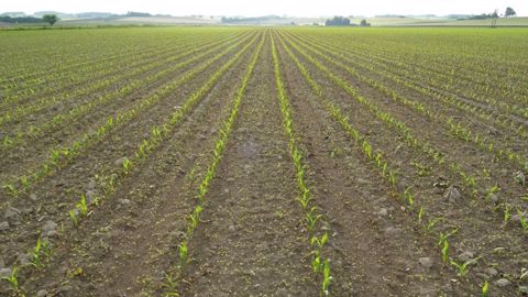 Au-delà des nouvelles conditions fixées, Syngenta propose d'aller plus loin pour une gestion durable du S-métalochlore. (©@bubu1664/<a href="https://franceagritwittos.com/images/" title="Banque d'images FranceAgriTwittos" target="_blank">Banque d'images FranceAgriTwittos</a>)