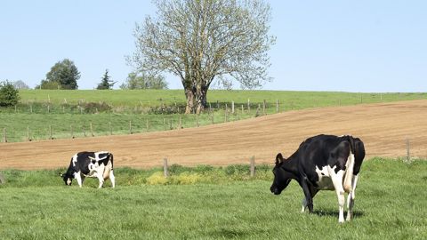  Les exploitations pâturantes sont plus « agronomiques et efficaces économiquement », résume le Civam.(©Pixabay)