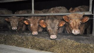 Les JB ont profité des marchés à la hausse cette automne. Malheureusement, ces prix ne couvrent pas encore la flambée des charges en élevages. (©Terre-net Média) Les JB ont profité des marchés à la hausse cette automne. Malheureusement, ces prix ne couvrent pas encore la flambée des charges en élevages. (©Terre-net Média)