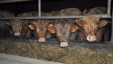 Les JB ont profité des marchés à la hausse cette automne. Malheureusement, ces prix ne couvrent pas encore la flambée des charges en élevages. (©Terre-net Média) Les JB ont profité des marchés à la hausse cette automne. Malheureusement, ces prix ne couvrent pas encore la flambée des charges en élevages. (©Terre-net Média)
