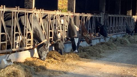 À Saint-Rémy-les-Chevreuses, Pascal Catteau teste les colliers connectés Medria sur ses vaches laitières. (©Terre-net Média) À Saint-Rémy-les-Chevreuses, Pascal Catteau teste les colliers connectés Medria sur ses vaches laitières. (©Terre-net Média)