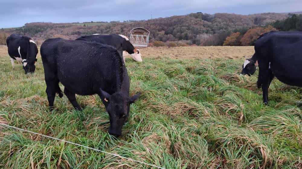 Selon les disponibilités en herbe, la complémentation au champs peut s'avérer utile. (©Twitter/@olivierglinec)