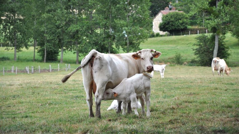 Au pâturage, le veau commence à ingérer de l'herbe rapidement. Cela permet de limiter (voire supprimer) la part de concentré à distribuer. (©Terre-net Média)