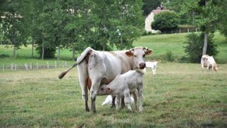 Au pâturage, le veau commence à ingérer de l'herbe rapidement. Cela permet de limiter (voire supprimer) la part de concentré à distribuer. (©Terre-net Média) Au pâturage, le veau commence à ingérer de l'herbe rapidement. Cela permet de limiter (voire supprimer) la part de concentré à distribuer. (©Terre-net Média)