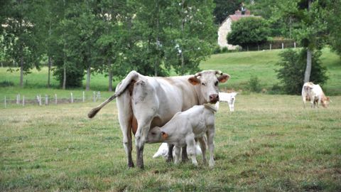 Au pâturage, le veau commence à ingérer de l'herbe rapidement. Cela permet de limiter (voire supprimer) la part de concentré à distribuer. (©Terre-net Média) Au pâturage, le veau commence à ingérer de l'herbe rapidement. Cela permet de limiter (voire supprimer) la part de concentré à distribuer. (©Terre-net Média)