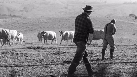 Les financements innovants, les stratégies pour accroître la valeur ajoutée, l'installation progressive, la pluriactivité sont des pistes pour s'installer en vaches allaitantes. (©Pixabay) Les financements innovants, les stratégies pour accroître la valeur ajoutée, l'installation progressive, la pluriactivité sont des pistes pour s'installer en vaches allaitantes. (©Pixabay)