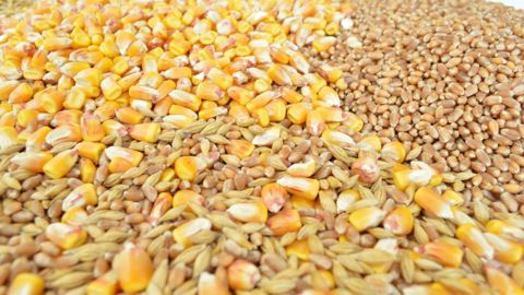 Sur 2021/22, le CIC estime la production mondiale de céréales à 2 286 Mt et la consommation à 2 287 Mt. (©Pixabay)