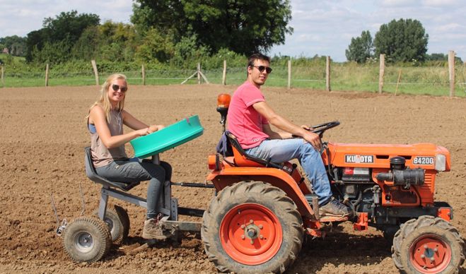 Plantation des bulbes de safran