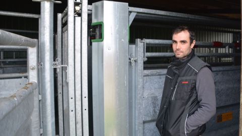 Sylvain Ruillé : « L’avantage d’avoir son équipement, c’est qu’on peut peser quand on veut. Quand tout va bien, on peut passer jusqu’à 100 veaux à l’heure. » (©Terre-net Média) Sylvain Ruillé : « L’avantage d’avoir son équipement, c’est qu’on peut peser quand on veut. Quand tout va bien, on peut passer jusqu’à 100 veaux à l’heure. » (©Terre-net Média)