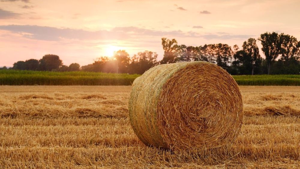 Le groupe de travail piloté par Barbara Pompili et Pascal Canfin a présenté à Emmanuel Macron ses propositions écologistes incluant, entre autres, le secteur agricole. (©Pixabay)