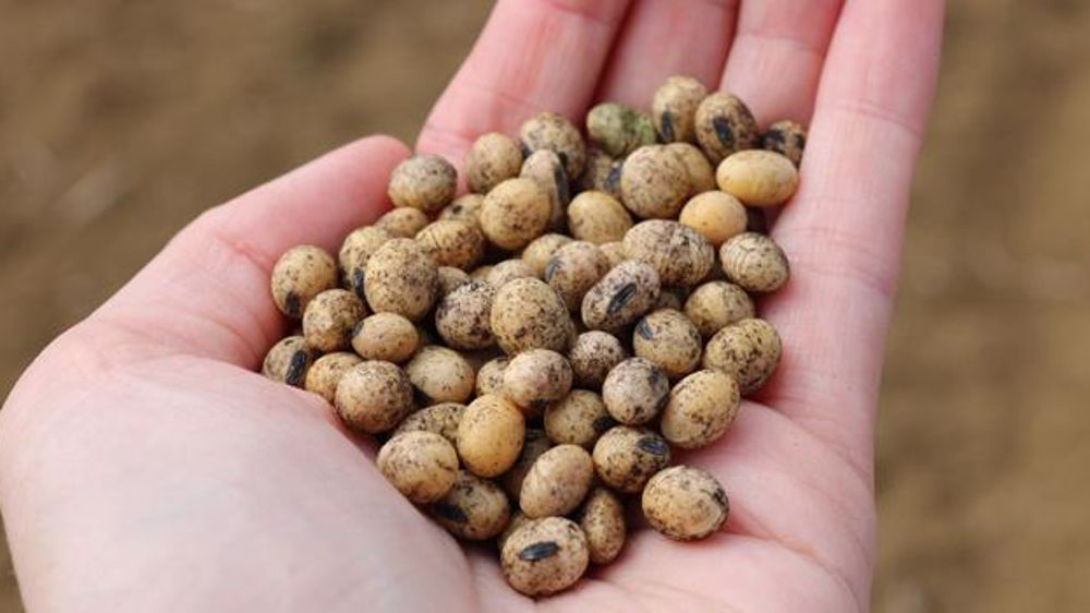 Chaque année, Terres Inovia évalue en essais au champ, en parcelles sans population installée de Bradyrhizobium, les nouveaux inocula commercialisés en France. (©Terres Inovia)