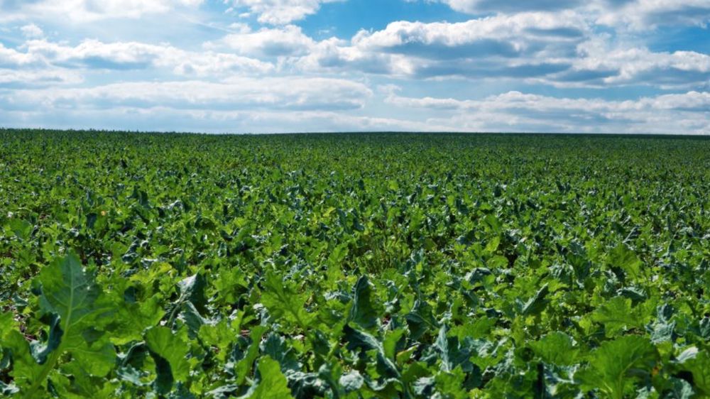 Comment raisonner la fertilisation du colza en cette année particulière ? (©Corteva)