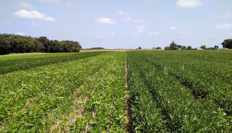 Soja en dérobé à gauche et en relay-cropping à droite