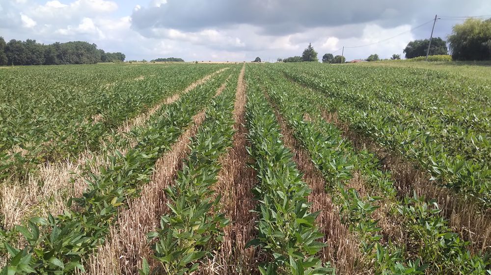 Inrae Bordeaux étudie la faisabilité technique du relay-cropping dans le Sud-Ouest depuis 2018, en lien avec le groupe Agco et l'Université de Bordeaux. (©Sylvain Delzon)