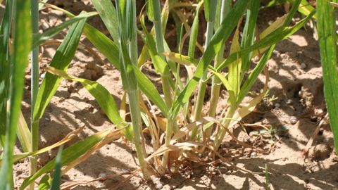 La sécheresse est loin d’être le seul phénomène pour lequel les microorganismes peuvent aider les plantes à s’adapter. (©Terre-net Média) La sécheresse est loin d’être le seul phénomène pour lequel les microorganismes peuvent aider les plantes à s’adapter. (©Terre-net Média)