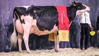 Kansascity du Tombuy remporte le concours Prim'holstein Kansascity du Tombuy remporte le concours Prim'holstein