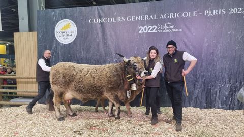 Maruel et Ivoire sacrés champions de la race Aubrac Maruel et Ivoire sacrés champions de la race Aubrac