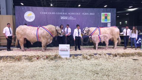 Juline et Neroli, les grands champions du concours Charolais Juline et Neroli, les grands champions du concours Charolais