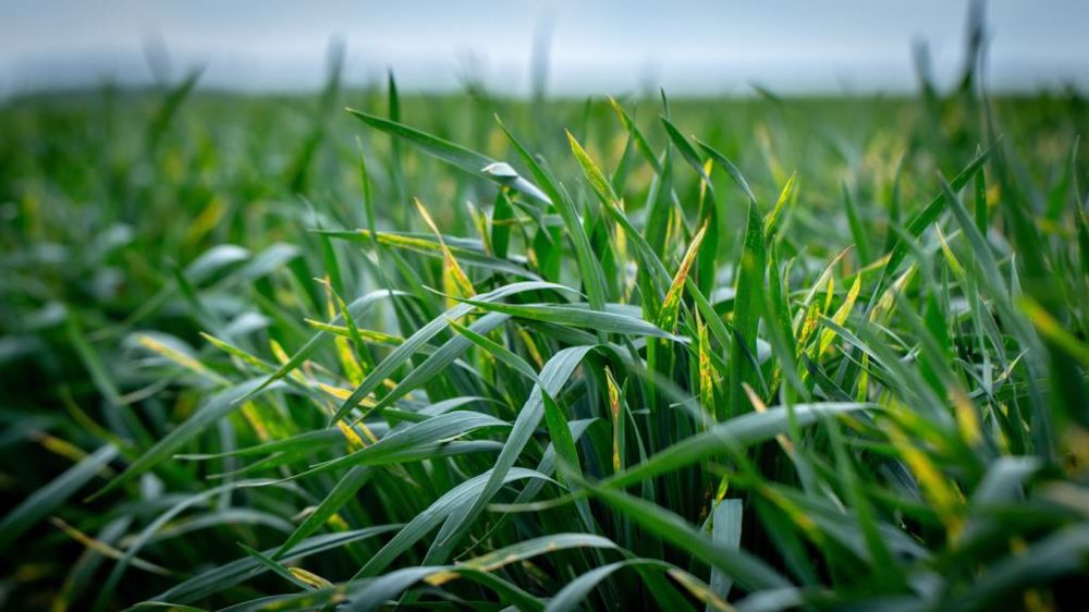 Tours de plaine, bulletins d’informations (BSV) et outils d’aide à la décision aident, en cours de campagne, à raisonner et positionner les interventions fongicides. (©Maykal, Adobe Stock)