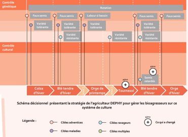 Schéma décisionnel de la stratégie de Vivien François pour gérer les bioagresseurs dans son système de culture