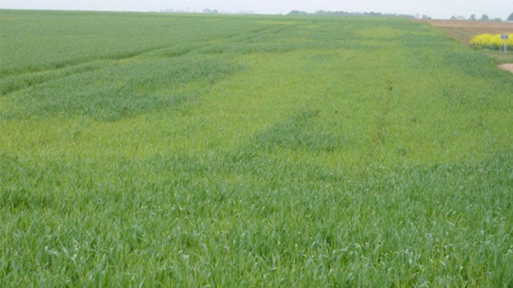 Les seules techniques possibles pour limiter les risques d’apparition des mosaïques sont le recours à des variétés résistantes et le décalage des dates de semis. (©Arvalis-Institut du végétal)