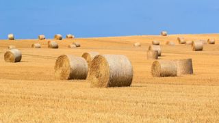 Après la flambée de l'aliment, le prix de la paille va-t-il augmenter ? Après la flambée de l'aliment, le prix de la paille va-t-il augmenter ?