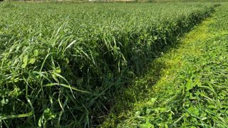 Top départ pour les récoltes d'herbe dans l'Ouest Top départ pour les récoltes d'herbe dans l'Ouest