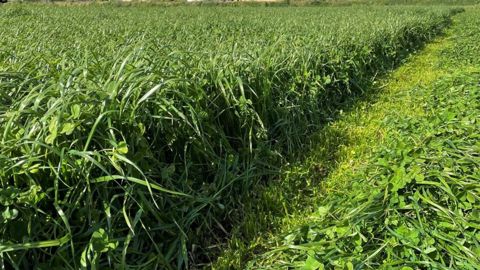 Top départ pour les récoltes d'herbe dans l'Ouest Top départ pour les récoltes d'herbe dans l'Ouest