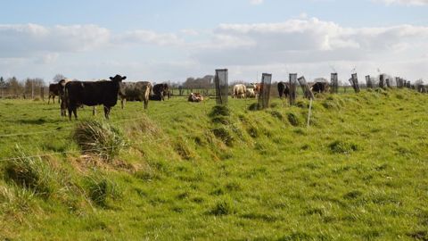Agroforesterie