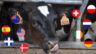 Bobby calves, veaux de lait, veaux rosés, jeunes bovins, bouvillons, bœufs... Les modes de production de viande à partir de veaux laitiers sont très différents selon les pays. (©Terre-net Média) Bobby calves, veaux de lait, veaux rosés, jeunes bovins, bouvillons, bœufs... Les modes de production de viande à partir de veaux laitiers sont très différents selon les pays. (©Terre-net Média)