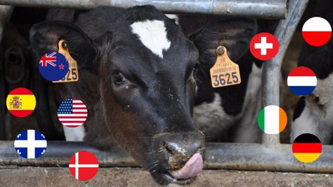 Bobby calves, veaux de lait, veaux rosés, jeunes bovins, bouvillons, bœufs... Les modes de production de viande à partir de veaux laitiers sont très différents selon les pays. (©Terre-net Média) Bobby calves, veaux de lait, veaux rosés, jeunes bovins, bouvillons, bœufs... Les modes de production de viande à partir de veaux laitiers sont très différents selon les pays. (©Terre-net Média)