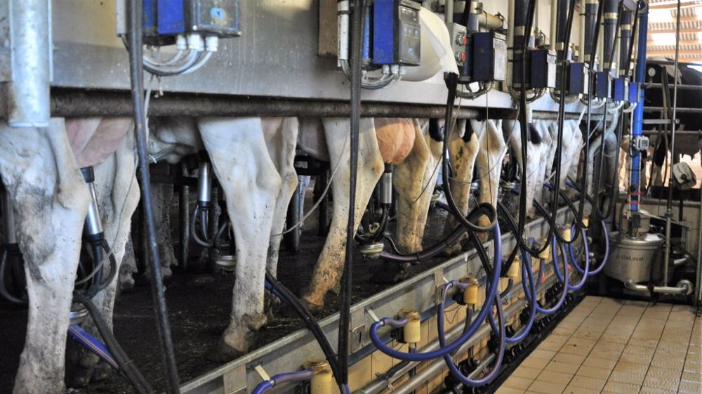 Si le prix du lait et de la viande augmente depuis peu, la hausse est bien plus modérée que celle des matières premières (et donc des charges en élevage). (©Terre-net Média)