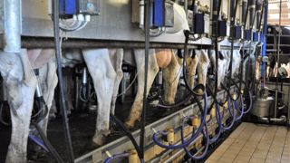 Si le prix du lait et de la viande augmente depuis peu, la hausse est bien plus modérée que celle des matières premières (et donc des charges en élevage). (©Terre-net Média) Si le prix du lait et de la viande augmente depuis peu, la hausse est bien plus modérée que celle des matières premières (et donc des charges en élevage). (©Terre-net Média)