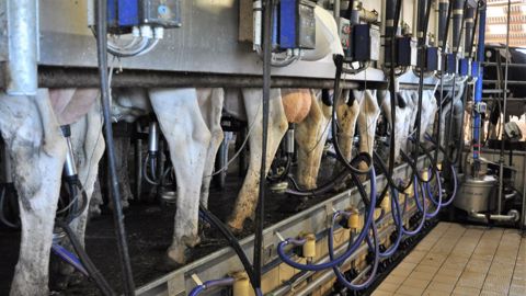 Si le prix du lait et de la viande augmente depuis peu, la hausse est bien plus modérée que celle des matières premières (et donc des charges en élevage). (©Terre-net Média) Si le prix du lait et de la viande augmente depuis peu, la hausse est bien plus modérée que celle des matières premières (et donc des charges en élevage). (©Terre-net Média)