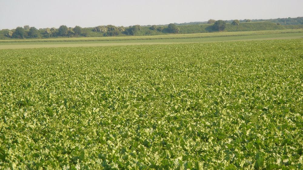 La CIBE estime une baisse de 2 % de la surface betteravière en Europe cette année. (©Terre-net Média)