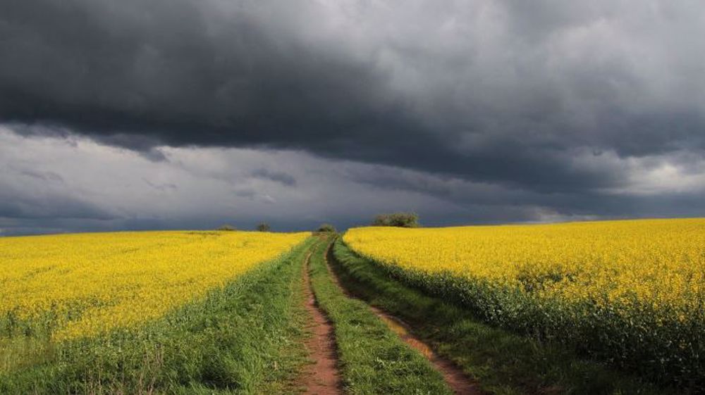  Les cours européens du colza atteignent 932,75 €/t sur le marché à terme à échéance mai 2022 et 726 €/t sur novembre. (©Pixabay)
