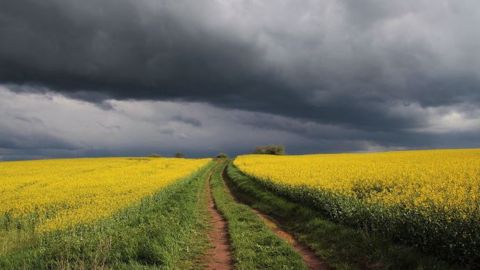 Les cours européens du colza atteignent 932,75 €/t sur le marché à terme à échéance mai 2022 et 726 €/t sur novembre. (©Pixabay) Les cours européens du colza atteignent 932,75 €/t sur le marché à terme à échéance mai 2022 et 726 €/t sur novembre. (©Pixabay)