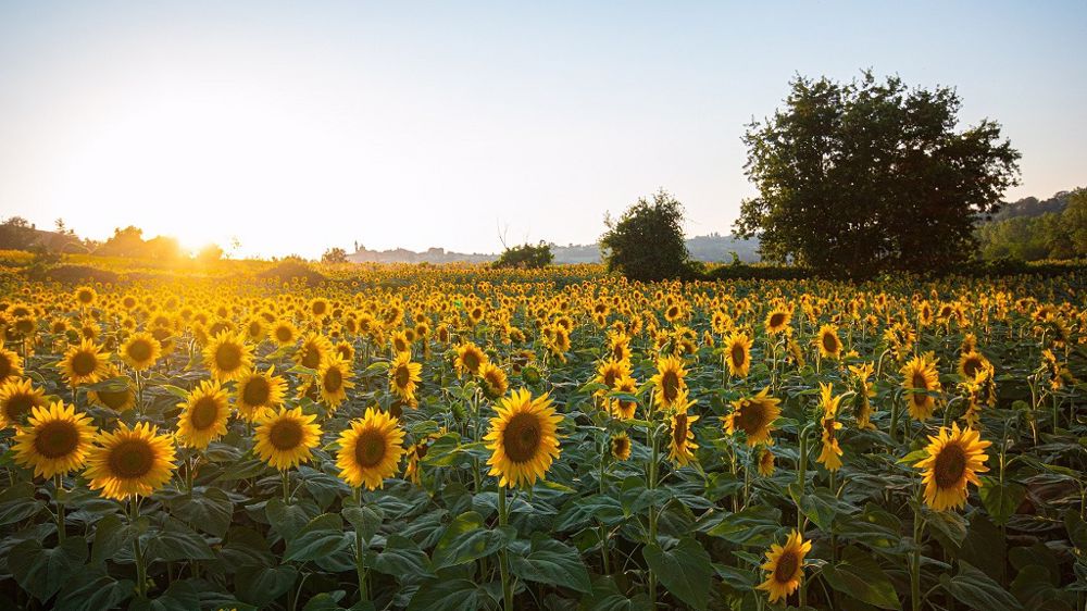 En 2021, les rendements en tournesol étaient compris entre 28 et plus de 30 q/ha selon les bassins de production. (©Pixabay)