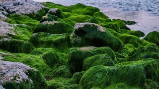 Selon le rapport 2021 de la Cour des comptes, 90 % des algues vertes en Bretagne sont d'origine agricole. (©Pixabay) Selon le rapport 2021 de la Cour des comptes, 90 % des algues vertes en Bretagne sont d'origine agricole. (©Pixabay)