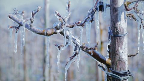 Plan gel : l'aide complémentaire pour les agriculteurs assurés ouverte ce 25 mars (©Pixabay) Plan gel : l'aide complémentaire pour les agriculteurs assurés ouverte ce 25 mars (©Pixabay)