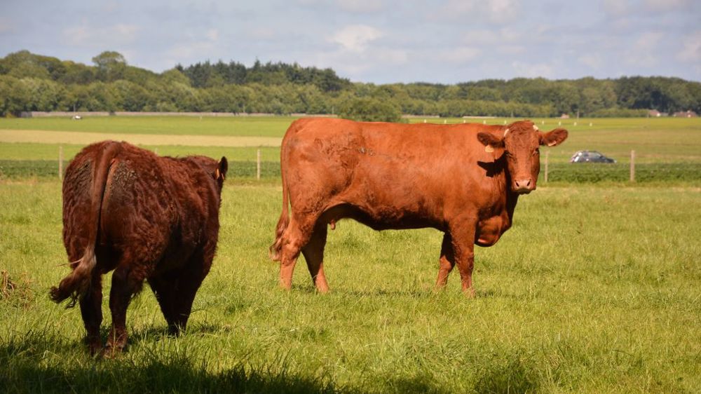 En 5 ans, la France a perdu près de 390 000 vaches allaitantes. Cette décapitalisation se fait sentir sur les volumes de viande disponibles et donc sur les prix. (©Terre-net Média)