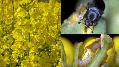 Les méligèthes sont nuisibles au colza quand ils attaquent les boutons floraux mais ne le sont plus une fois la fleur éclose. (©Corteva)<span style="font-size: 14px; text-align: justify; color: #000000;"> Les méligèthes sont nuisibles au colza quand ils attaquent les boutons floraux mais ne le sont plus une fois la fleur éclose. (©Corteva)<span style="font-size: 14px; text-align: justify; color: #000000;">