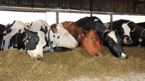 « Une hausse de 100 euros la tonne d’aliment, c’est une hausse de 24 €/1 000 l de lait », illustre Benoît Rubin, de l'Idele. (©Terre-net Média) « Une hausse de 100 euros la tonne d’aliment, c’est une hausse de 24 €/1 000 l de lait », illustre Benoît Rubin, de l'Idele. (©Terre-net Média)