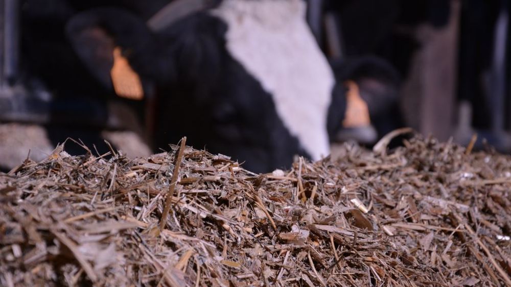 On peut jouer sur les quantités de concentrés pour faire baisser la note. Le delta entre le coût et le lait en moins se calcule. (©Terre-net Média)